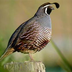 The Californian Quail